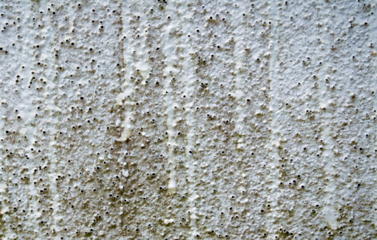 Fassadenreinigung Ratgeber