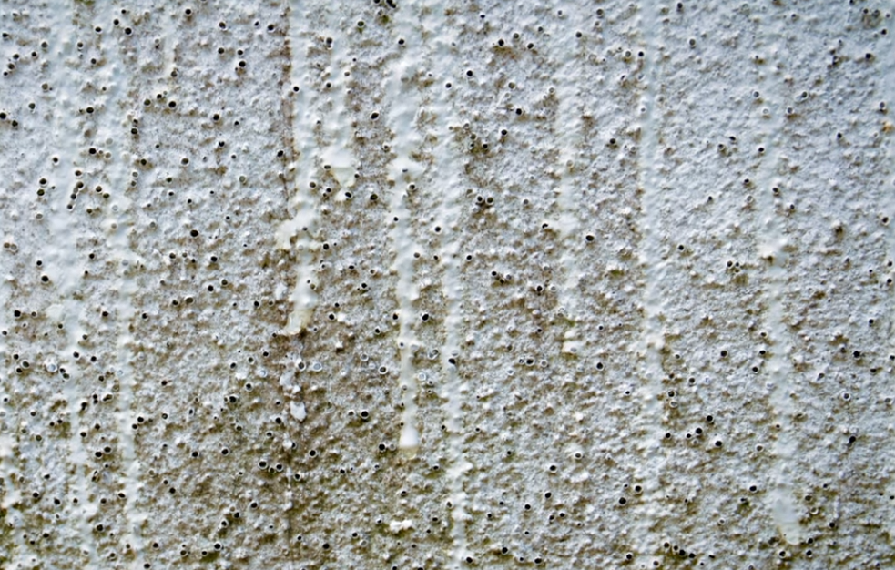 Fassadenreinigung Ratgeber 