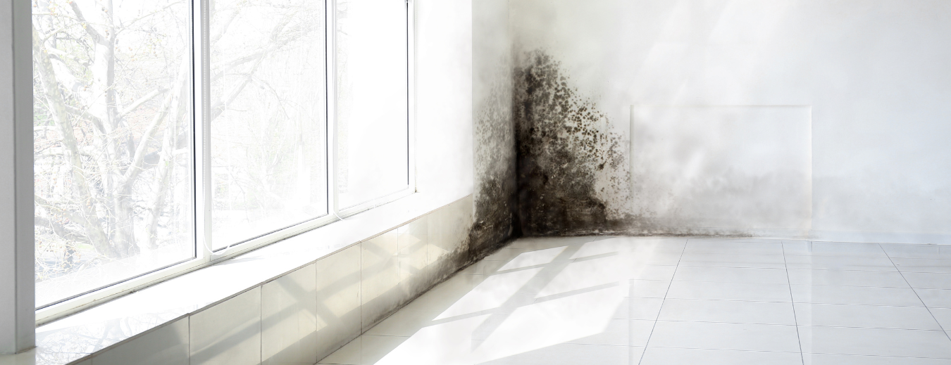 Schimmelbeseitigung