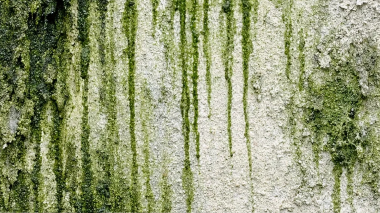 Algen an der Fassade